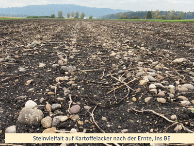 KArtoffelernte KArtoffelernte